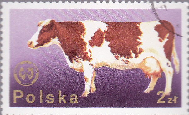 vaca