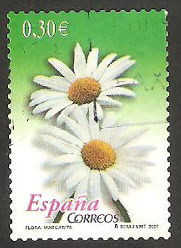 4304 - flor margarita