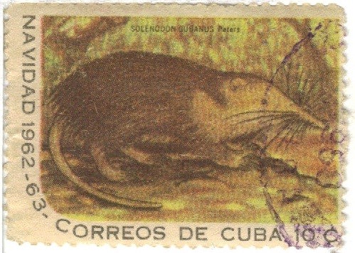 Solenodon cubanos