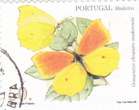 Madeira-mariposa