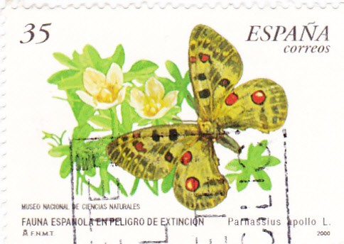 fauna española en peligro de extincion-mariposa