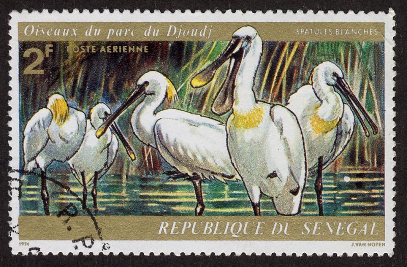 SENEGAL - Santuario Nacional de Aves de Djudj