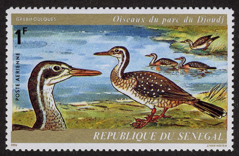 SENEGAL - Santuario Nacional de Aves de Djudj