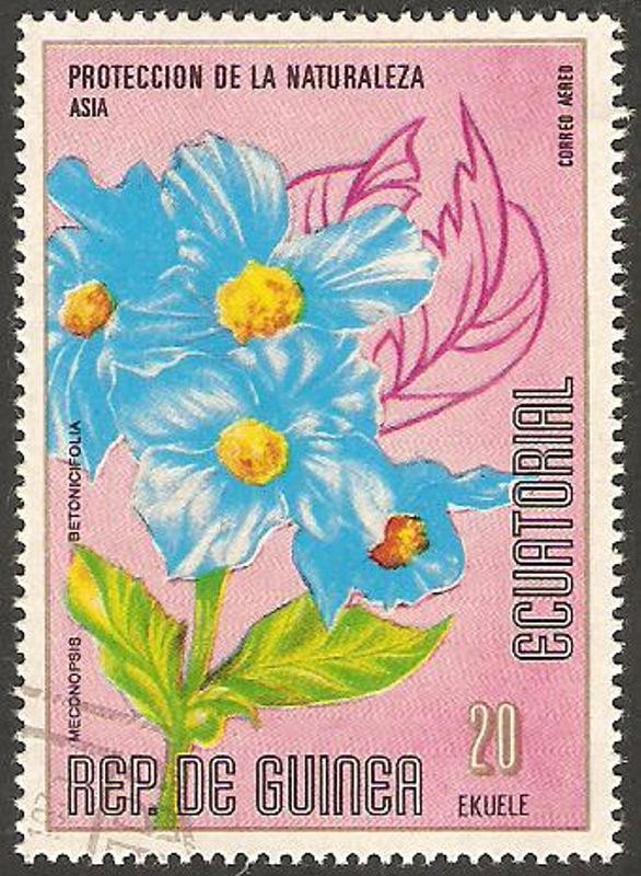 flor meconopsis betonicifolia