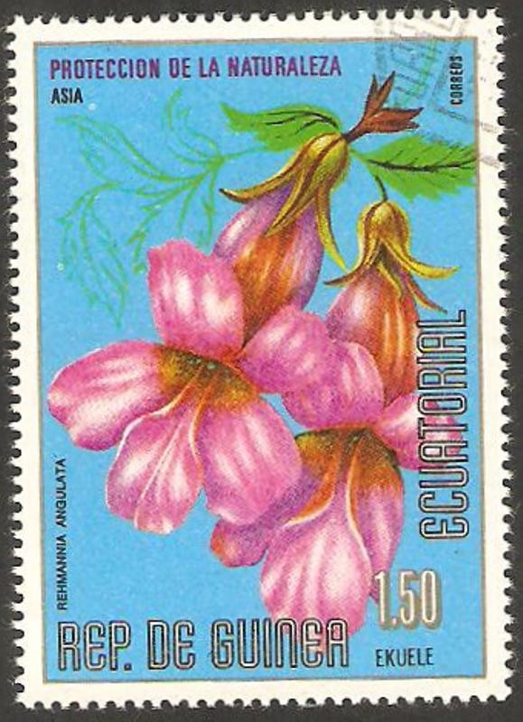 flor rehmannia angulata