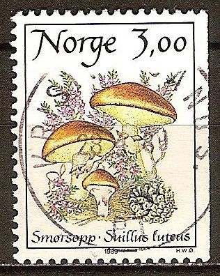 Hongos. La mantequilla de setas (Suillus luteus)