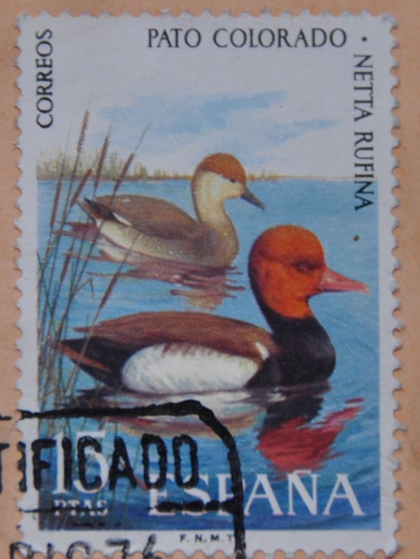 Pato Colorado · Netta Rufina
