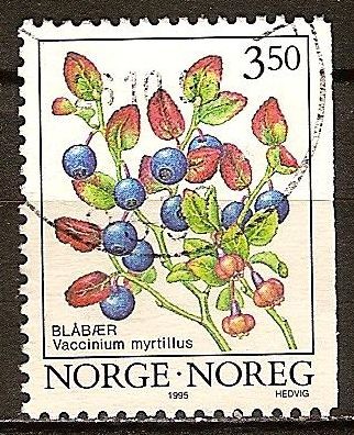 Vaccinium myrtillus-El arándano.