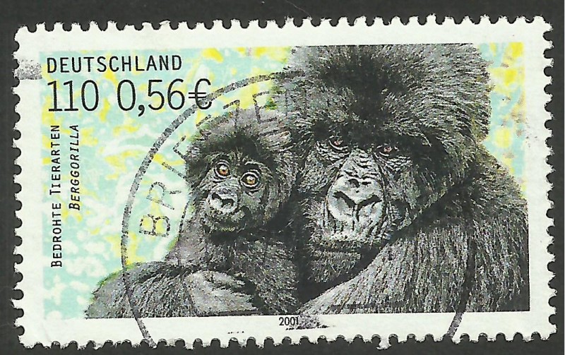 fauna, gorila