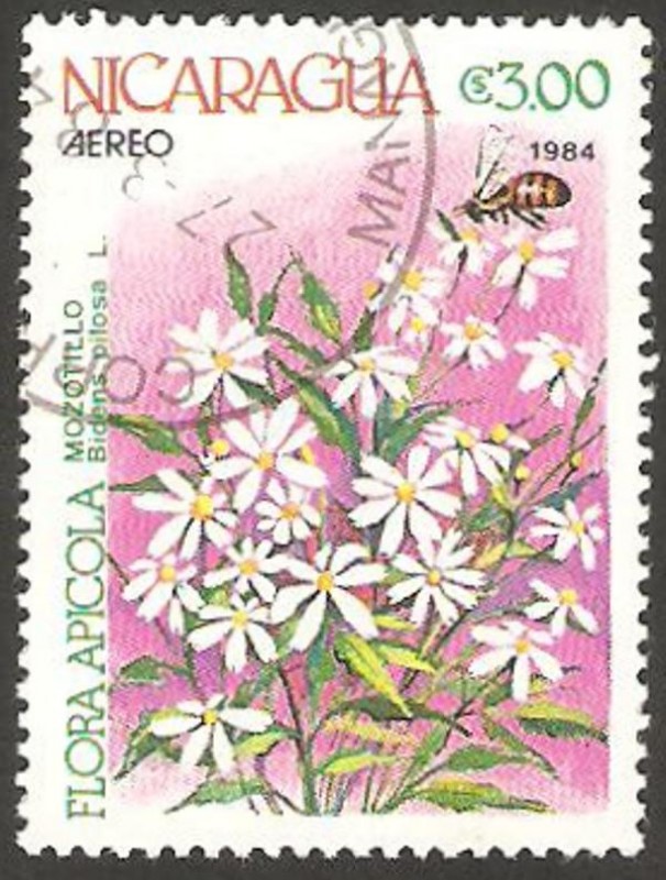 1056 - flor bidens pilosa