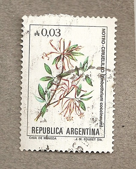 Notro-Ciruelillo