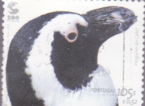 pingüino del cabo
