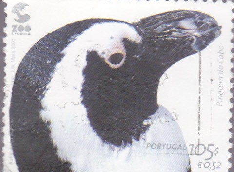 pingüino del cabo