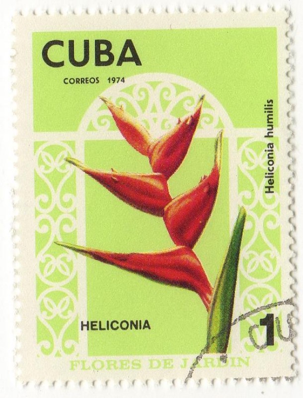 Flores de Jardin.- Heliconia Humilis