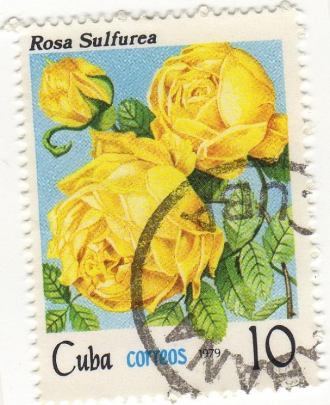 Rosa Sulfurea