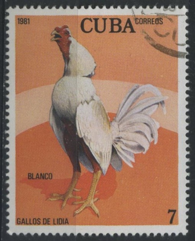 Gallos de Lidia - Blanco