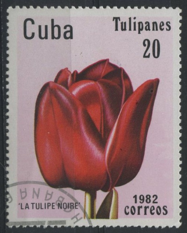 Tulipanes - La Tulipe noire