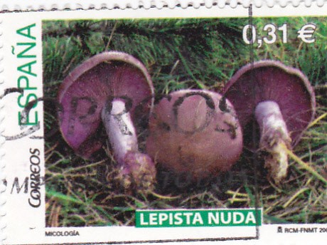 micología-lepista nuda