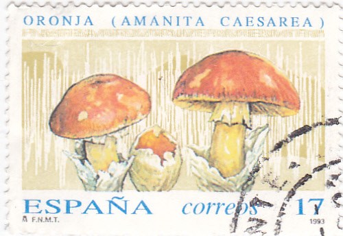 micología- (amanita caesarea)