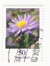 Aster