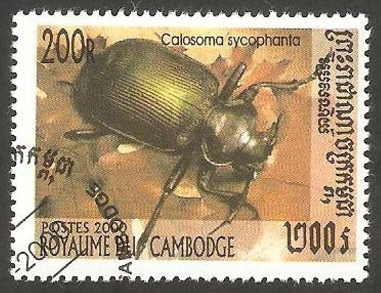 1707 - coleóptero calosoma sycophanta