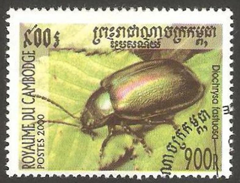 1709 - coleóptero diochrysa fastuosa