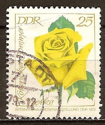 Exposición Internacional de Rosas,1972 en DDR.Kopernicker Sommer Izetka(Rosa amarilla).
