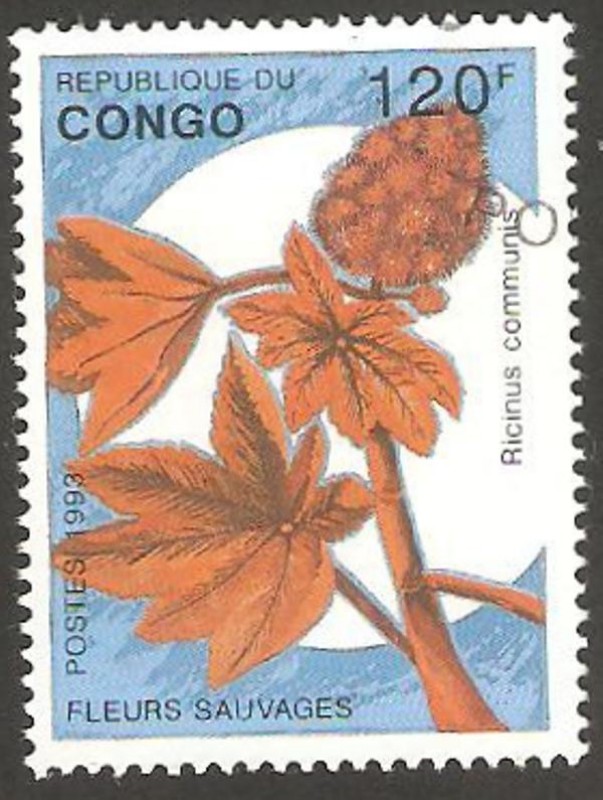 flor ricinus communis