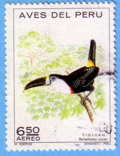 Aves del Perú - Tiojuan