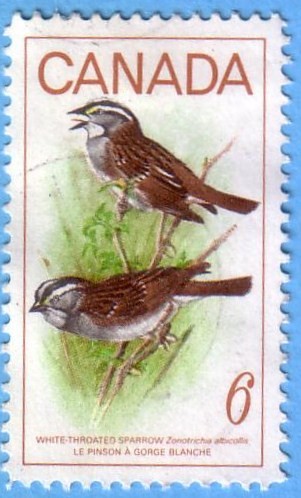 White-Throated Sparrow