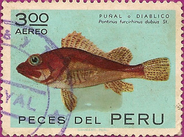 Peces del Perú: PUÑAL o DIABLICO Pontinus forcirhinus dubjus St.