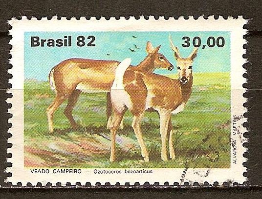 Fauna Brasileña - Veado Campeiro - Ozotoceros bezoarticus.
