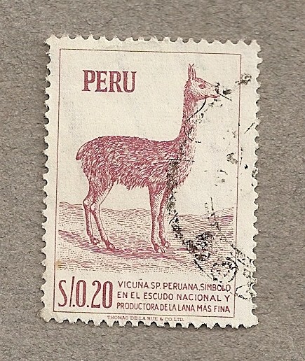 Vicuña