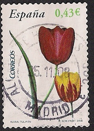 Flora y fauna-Tulipan