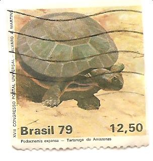 Tortuga de Amazonas