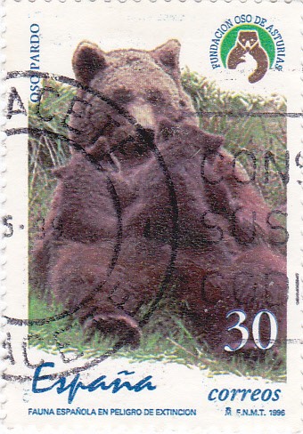 Fauna española en peligro de extinción- oso pardo