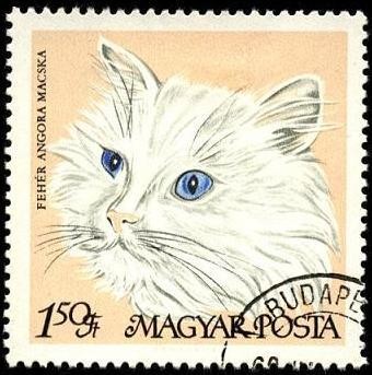 Gato angora blanco. 1968.