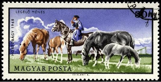 Pradera natural Hortobágy. Caballos pastando. 1968.