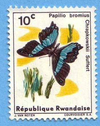 Papilo Bromius