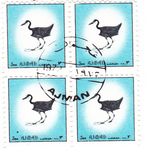 aves -Ajman