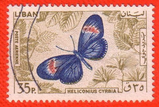 Heliconius Cyrbia