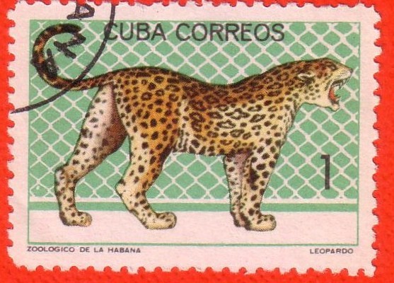 Zoologico de la Habana - Leopardo