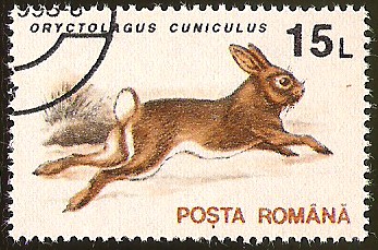 ORYCTOLAGUS CANICULUS