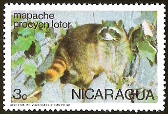 MAPACHE PROCYON LOTOR