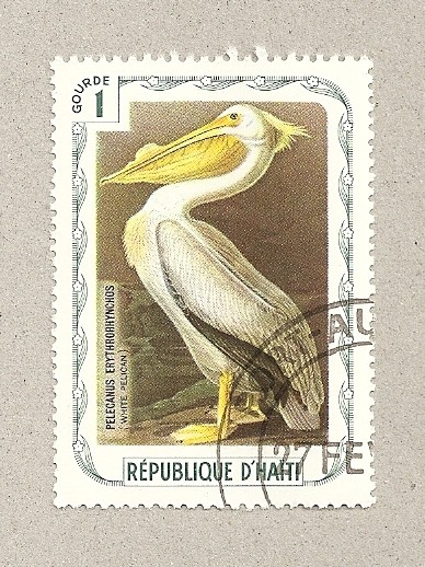 Pelicanus Erythrorinchos