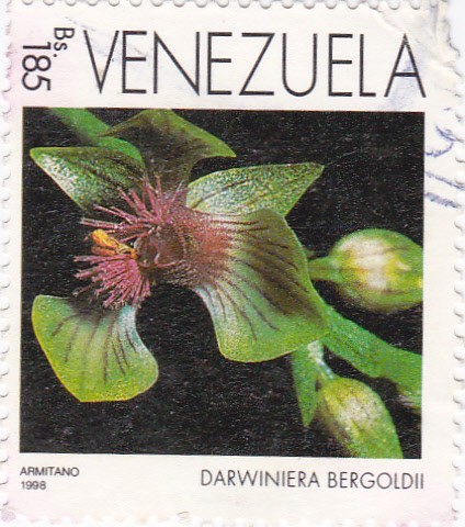 Darwiniera bergoldii