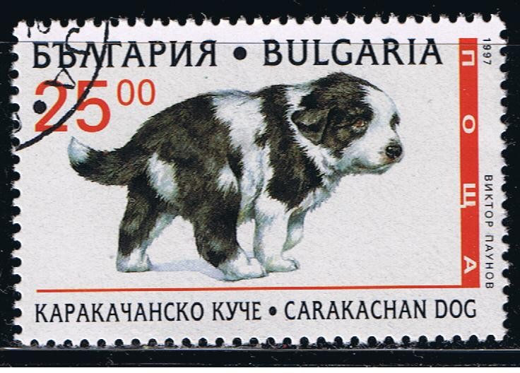 Carakachan dog