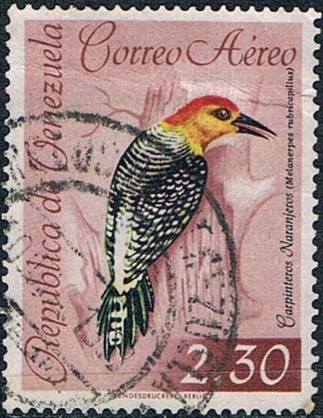 PÁJAROS DIVERSOS. CARPINTERO NARANJERO (MELANERPES RUBRICAPILUS) Y&T Nº A -775