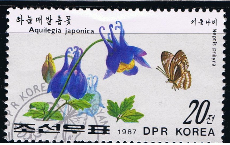 Aquilegia japonica