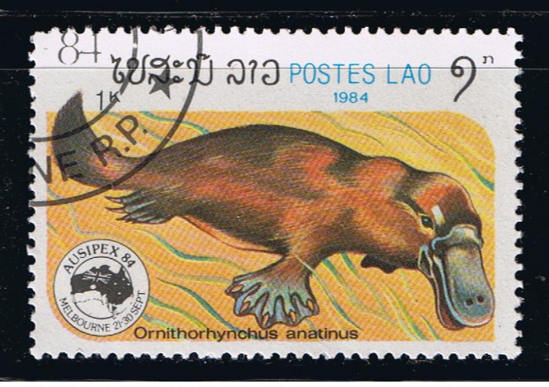 Ornithohynchus anatinus
